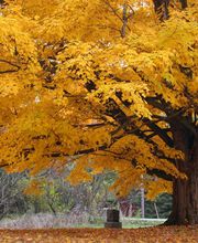 Der Mobile Bestatter Wolfgang Becker Bild 2