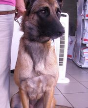 Clinique vétérinaire PK3 image 7