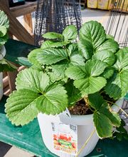 Garden Center Detail Shot