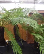 Pépinières Faucon image 3