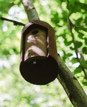 Vereinzelt hängen Vogelhäuser in den Bäumen im FriedWald Rheinau.