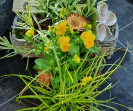 Blumen Bachhuber Bild 2