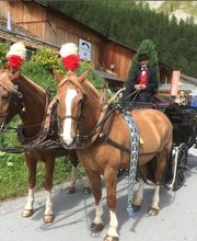 Clalüna-Sils Kutschenfahrten Bild 6