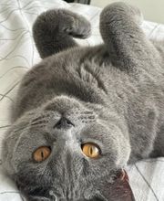 Maggy's Mobiler Katzenservice Unna Bild 11