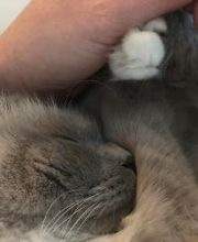 Tierärzte am Kuhberg Bild 8