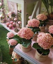 Art et Fleurs image 15