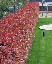 Jardins Piscines Jordi imagen 11