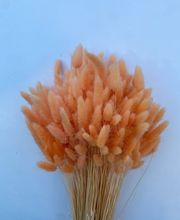 NATURA - FIORI SECCHI PAPA immagine 14