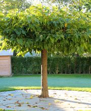 Jean Christian Bild 11