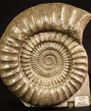 Espace Collections image 17