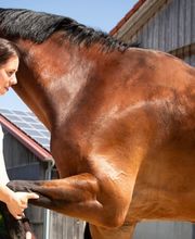 Pferdetherapie Riedmeir Bild 1