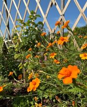 Au détour d'un jardin image 8