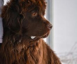 H.O.N.A.S - Mobile Hundeschule Bild 8