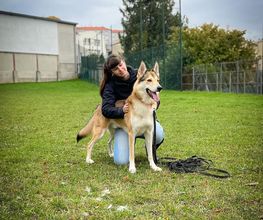 Dog & Picture image 6
