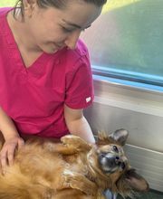 VETPULLY - Cabinet vétérinaire Bild 3