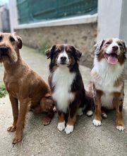 Armelle Toiletteuse Chiens Et Chats image 3