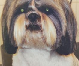 Lili Dog image 11