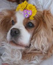 Asenack Association image 10