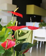 Residencia de Ancianos Sarriko, Vizcaya | VITALIA HOME imagen 7