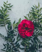 Accompagnement Guntert J.-F. pompes funèbres Bild 5