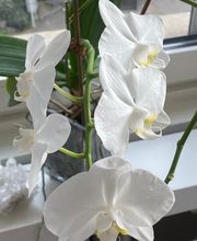 Benedikt Petra Bild 7