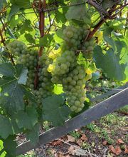 Champagne Bernard Clouet image 4