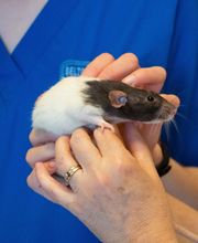 Belton Animal Clinic & Exotic Care Center image 17