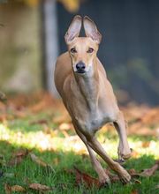 Hunde-Schule Manuela Albrecht - I han en Hund ... ja und?! Bild 4
