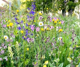 Wildblumendienst Bild 13