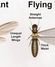 Source Pest Control image 1