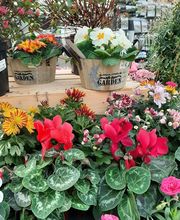 Jardinerie du Bois-Paris image 7