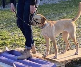 Hundeschule Wauschlau - LaKoKo Mentaltraining nach Hans Brings in der Hundeschule Wauschlau: Konzentration, Verhaltenskontrolle und Entschleunigung für Hund und Halter. Mensch-Hund-Team wächst durch gemeinsames Training noch stärker zusammen.