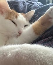 Maggy's Mobiler Katzenservice Unna Bild 6