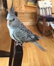 Schroon River Animal Hospital image 4