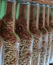 Domschatten Privatbrauerei Bild 1