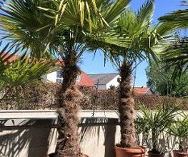 PALMENSTADL Bild 6