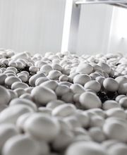 Gallery Professionale