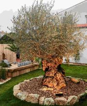 Les Fleurs D'Isis by Rénald image 4