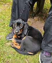 Miris Hundeschule Bild 1