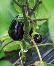 Stoll Légumes Bild 5