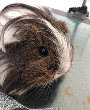 Chez Miss Perle image 5