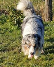 Elevage des Bois de Loge Borgne image 19