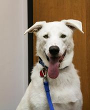 AniMed Animal Hospital image 15