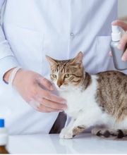 Cabinet Vétérinaire Entre de Bonnes Pattes Bild 3