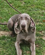 Agil'Canin 36 image 4