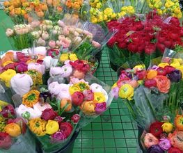 Decoflora GmbH Bild 10