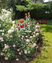 MM Gartenpflege GmbH Bild 11