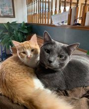 West Park Veterinary Services image 20