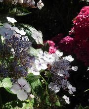 Berjamin Ets image 14