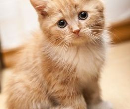 Purrfect Cat Hotel Hamburg Bild 1